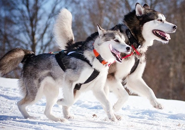 Chó alaska - đặc điểm tính cách và phân biệt với husky - 3