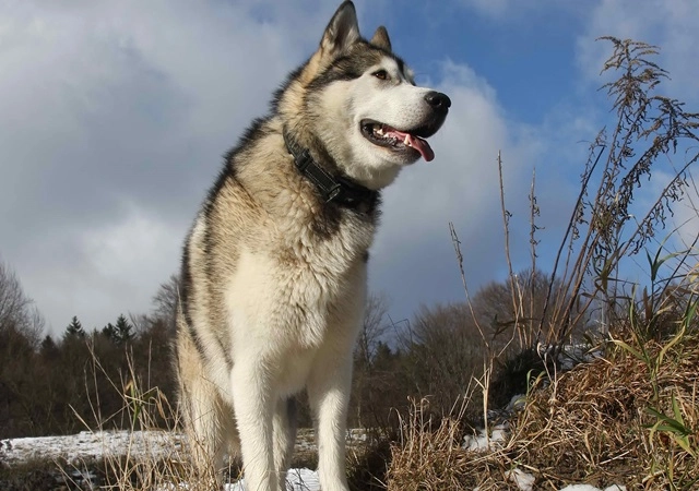 Chó alaska - đặc điểm tính cách và phân biệt với husky - 5