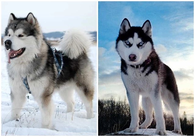 Chó alaska - đặc điểm tính cách và phân biệt với husky - 7