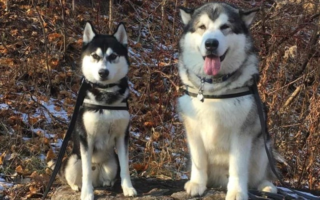 Chó alaska - đặc điểm tính cách và phân biệt với husky - 8