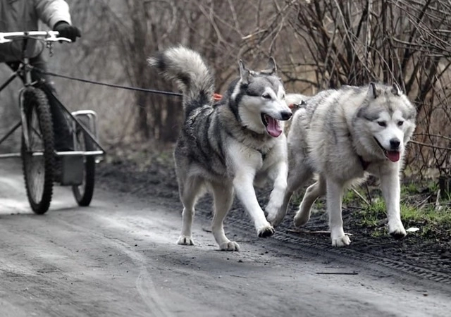 Chó alaska - đặc điểm tính cách và phân biệt với husky - 9