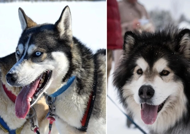 Chó alaska - đặc điểm tính cách và phân biệt với husky - 10