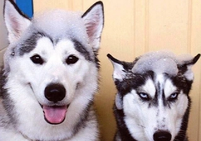 Chó alaska - đặc điểm tính cách và phân biệt với husky - 11