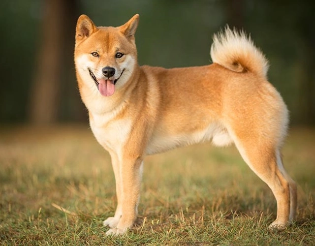 Chó shiba - đặc điểm tính cách của chú chó hay cười - 2