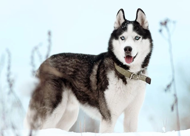 Chó siberian husky những thông tin cần biết và giá bán - 2