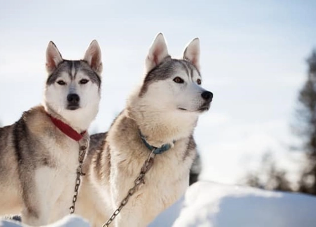 Chó siberian husky những thông tin cần biết và giá bán - 3