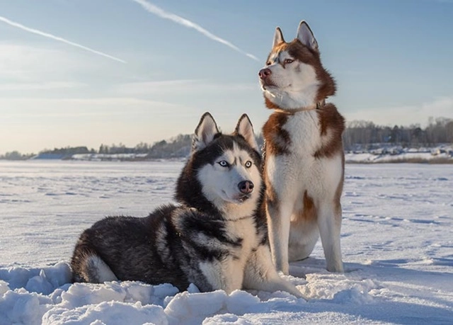 Chó siberian husky những thông tin cần biết và giá bán - 5