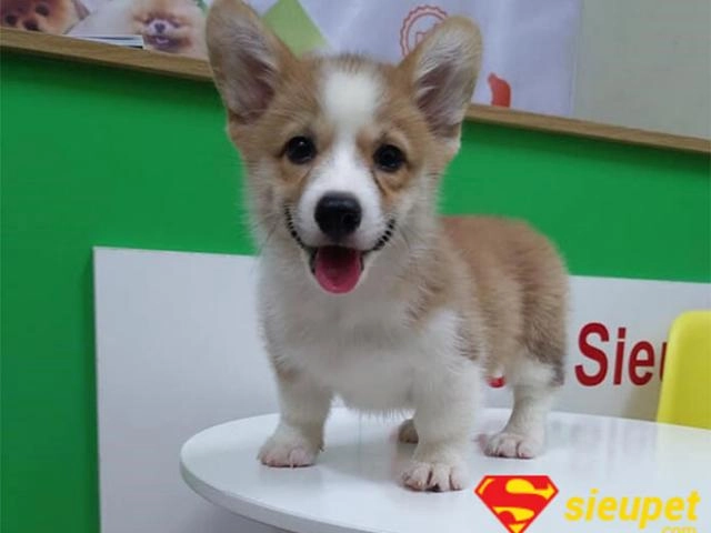 Chó shiba - đặc điểm tính cách của chú chó hay cười - 6