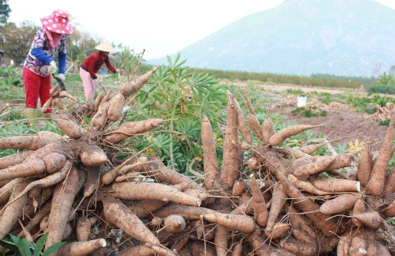 Gọt thật sạch vỏ của 8 loại thực phẩm này trước khi ăn bởi chúng sẽ trở thành chất độc - 3