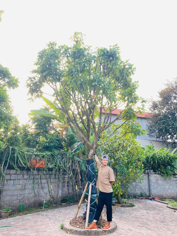 Hồng đăng hào hứng khoe được tặng cây vú sữa dân tình lại chỉ chăm chăm vào điểm này - 3