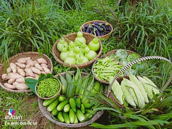 Nữ nhân viên văn phòng mở đồi bỏ tiền mua 10 con bò giờ nhìn vườn cây ai cũng thèm - 3