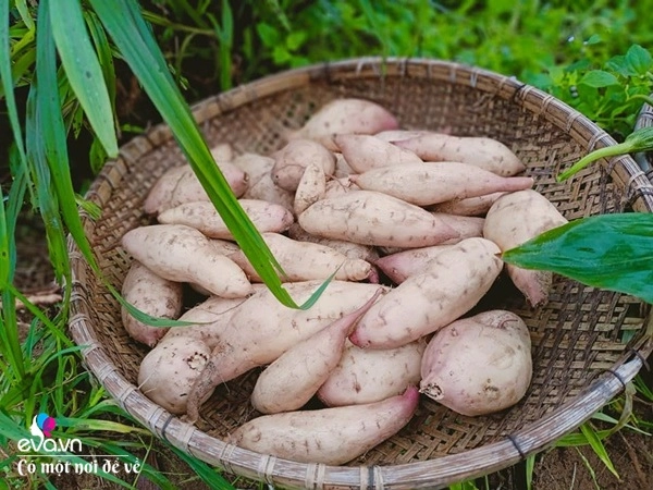 Nữ nhân viên văn phòng mở đồi bỏ tiền mua 10 con bò giờ nhìn vườn cây ai cũng thèm - 7