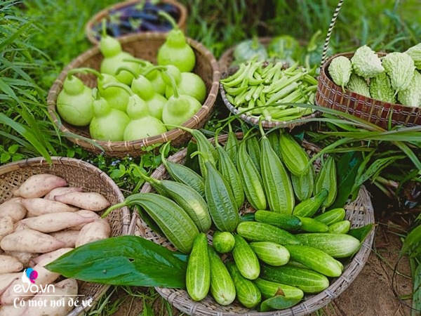 Nữ nhân viên văn phòng mở đồi bỏ tiền mua 10 con bò giờ nhìn vườn cây ai cũng thèm - 11