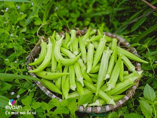 Nữ nhân viên văn phòng mở đồi bỏ tiền mua 10 con bò giờ nhìn vườn cây ai cũng thèm - 21