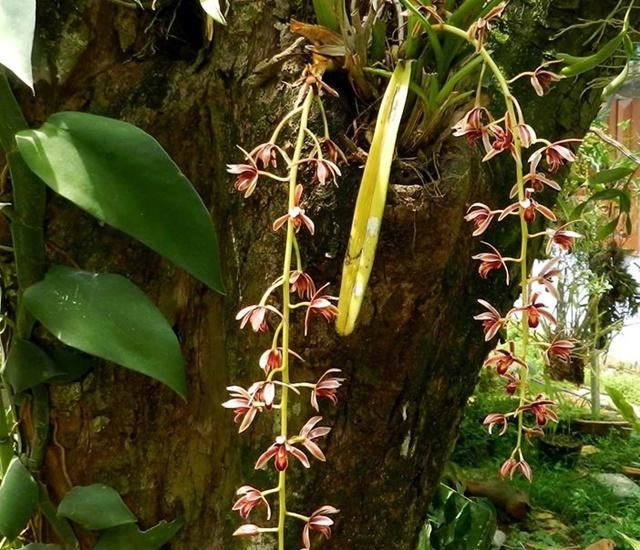 Phong lan có bao nhiêu loại đặc điểm và cách phân biệt - 6