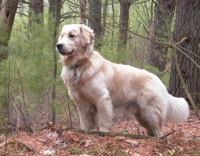 Sự thật thú vị về golden retriever cách chăm sóc và giá bán - 1