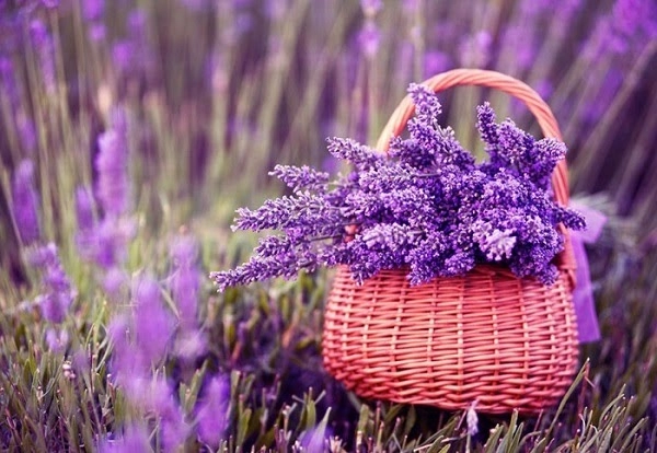 Ý nghĩa hoa lavender và cách trồng chăm sóc tại nhà - 1