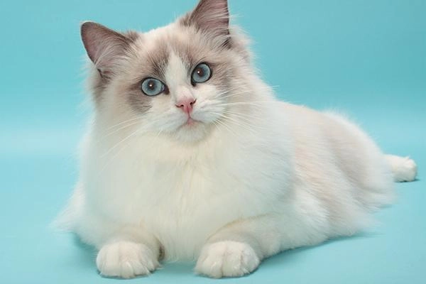 Mèo ragdoll - 10 sự thật đáng yêu về giống mèo mắt xanh - 1