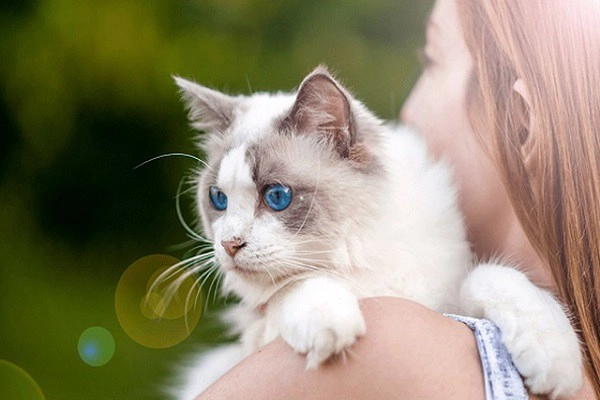 Mèo ragdoll - 10 sự thật đáng yêu về giống mèo mắt xanh - 2