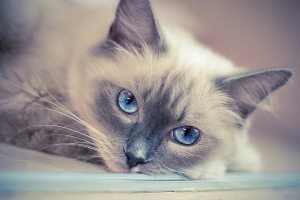 Mèo ragdoll - 10 sự thật đáng yêu về giống mèo mắt xanh - 3