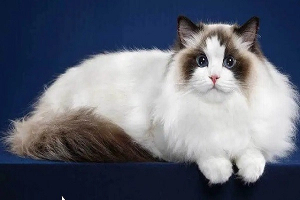 Mèo ragdoll - 10 sự thật đáng yêu về giống mèo mắt xanh - 4