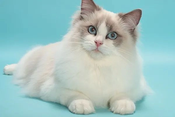 Mèo ragdoll - 10 sự thật đáng yêu về giống mèo mắt xanh - 5