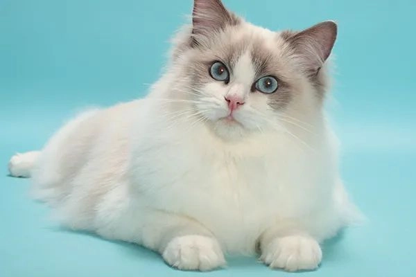 10 đặc điểm của mèo ragdoll khiến bạn gục ngã và muốn nuôi ngay lập tức - 5