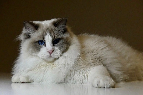 Mèo ragdoll - 10 sự thật đáng yêu về giống mèo mắt xanh - 8