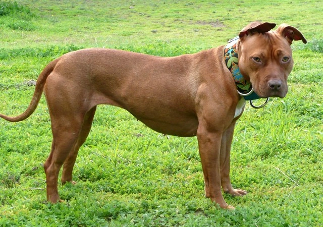 11 sự thật về chó pitbull mỹ người yêu chó nên biết - 2