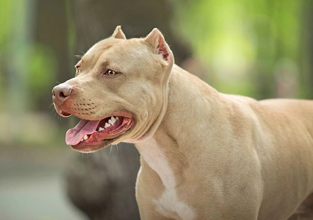 11 sự thật về chó pitbull mỹ người yêu chó nên biết - 7