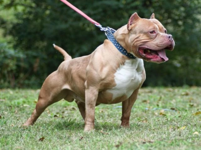 11 sự thật về chó pitbull mỹ người yêu chó nên biết - 12