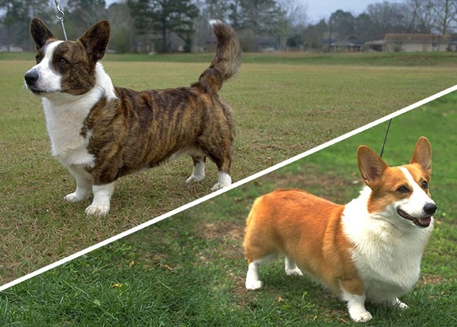 18 sự thật về chó corgi khiến chúng trở thành vật nuôi tốt nhất - 3