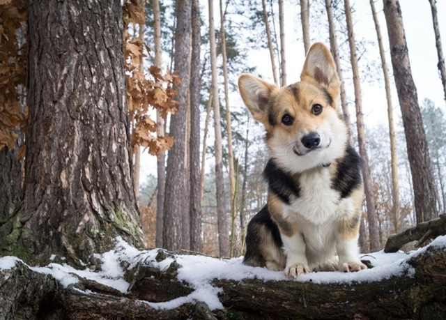 18 sự thật về chó corgi khiến chúng trở thành vật nuôi tốt nhất - 5