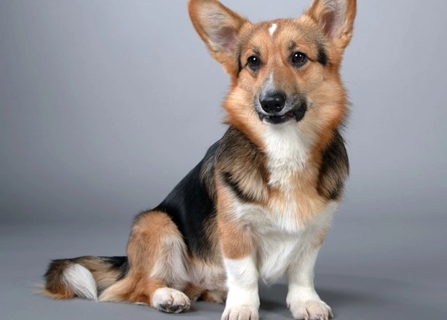 18 sự thật về chó corgi khiến chúng trở thành vật nuôi tốt nhất - 6