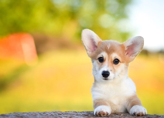 18 sự thật về chó corgi khiến chúng trở thành vật nuôi tốt nhất - 7