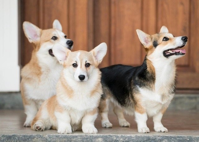 18 sự thật về chó corgi khiến chúng trở thành vật nuôi tốt nhất - 8