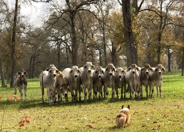 18 sự thật về chó corgi khiến chúng trở thành vật nuôi tốt nhất - 12