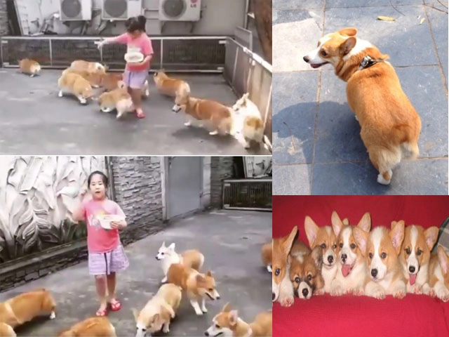 18 sự thật về chó corgi khiến chúng trở thành vật nuôi tốt nhất - 17