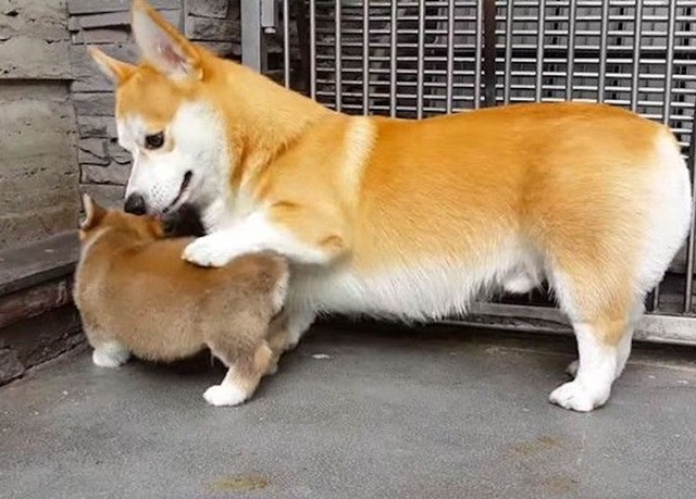 18 sự thật về chó corgi khiến chúng trở thành vật nuôi tốt nhất - 1