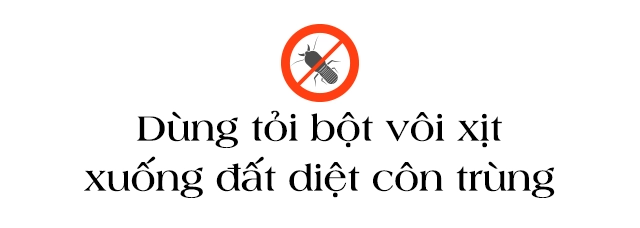 8x sài gòn về quê mua đất trồng rau để bố mẹ đón tuổi già trong vườn 1 héc ta - 6