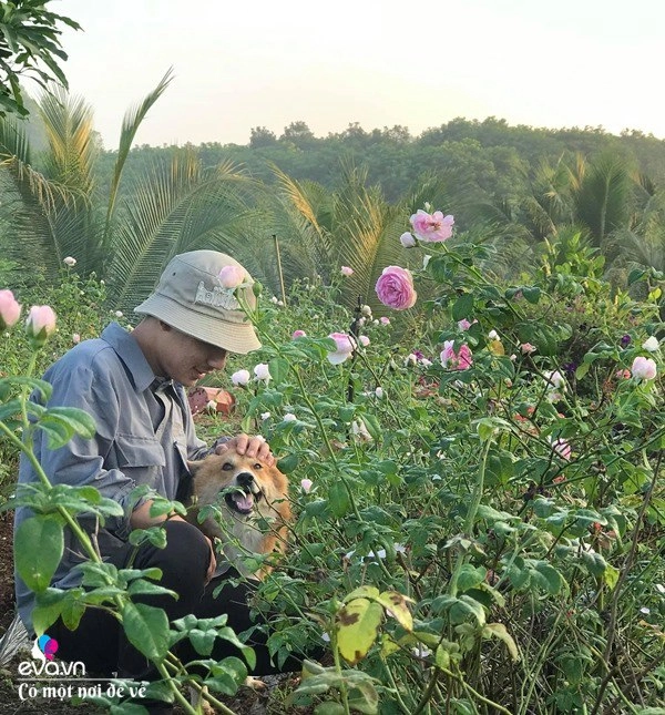 9x nhà nghèo nghỉ học đi bóc mít thuê 24 tuổi thành ông chủ vườn hồng 2000m2 - 2