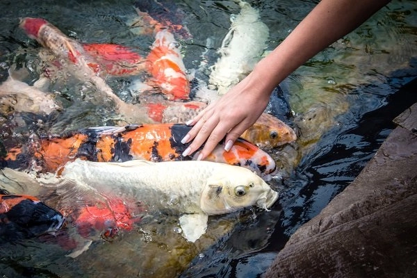 Cá koi giá bao nhiêu và cách nuôi chăm sóc tốt nhất - 28