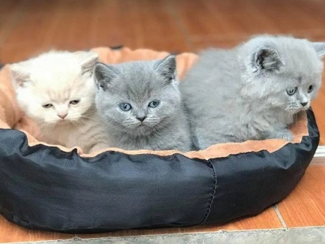 Mèo maine coon đặc điểm cách nuôi và chăm sóc giá bán - 8