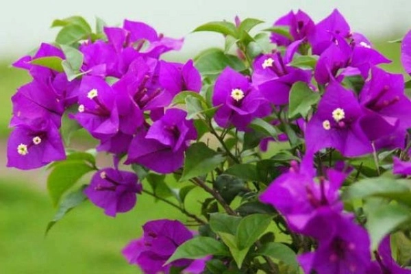 Cách trồng cây hoa giấy đẹp cho ra hoa quanh năm - 5