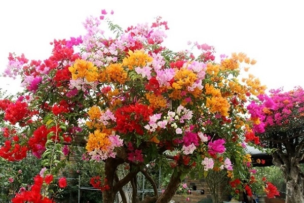 Cách trồng cây hoa giấy đẹp cho ra hoa quanh năm - 7