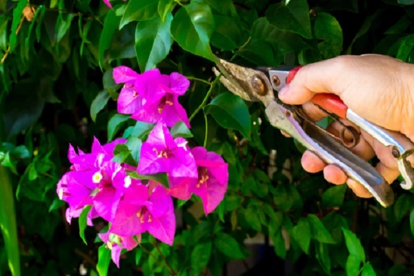 Cách trồng cây hoa giấy đẹp cho ra hoa quanh năm - 9