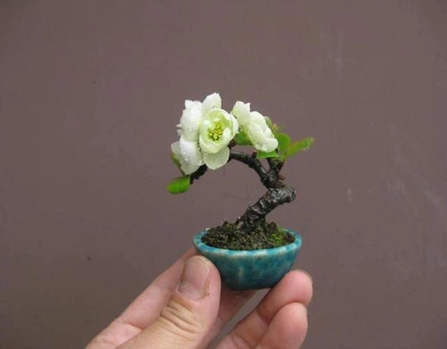 Cây bonsai là gì nguồn gốc phân loại và những loại cây đẹp - 1