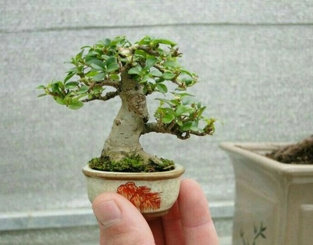 Cây bonsai là gì nguồn gốc phân loại và những loại cây đẹp - 2