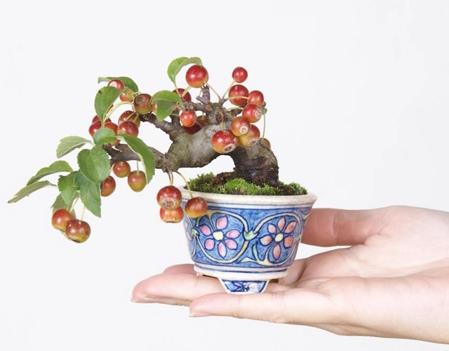 Cây bonsai là gì nguồn gốc phân loại và những loại cây đẹp - 3