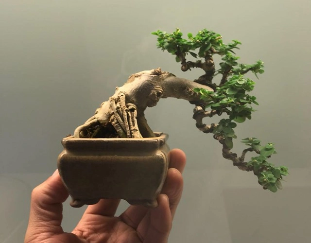 Cây bonsai là gì nguồn gốc phân loại và những loại cây đẹp - 4